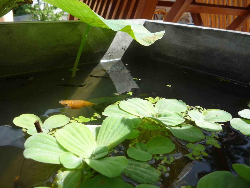 Chaweng Noi Residence Dış mekan fotoğraf